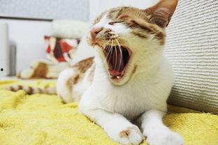 猫可以吃生角瓜吗怎么吃,猫咪的美食新选择,这样吃更健康