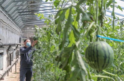 福临城吃瓜事件,一场网络热议背后的真相揭秘