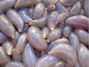 河北秦皇岛吃瓜,品味海滨城市的清凉时光