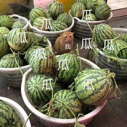 小娱在吃瓜,揭秘娱乐圈那些不为人知的幕后故事