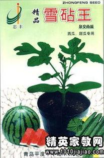 吃瓜的俏皮话,那些让人捧腹的吃瓜俏皮话