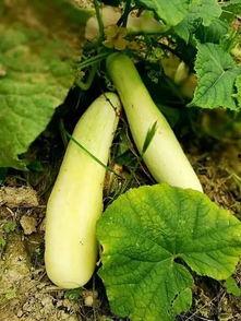 夏庄吃瓜事件,一场引发全民热议的网络狂欢