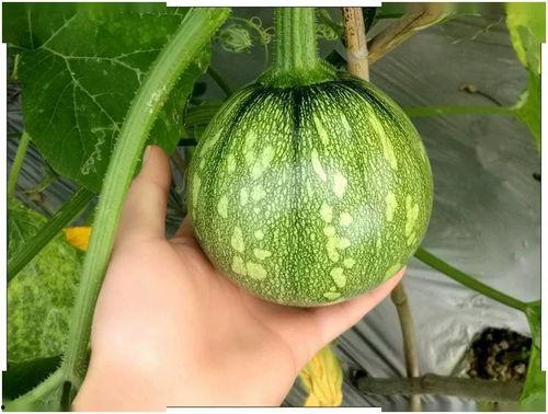 江苏理工吃瓜,揭秘校园热点事件背后的真相