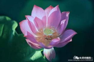 荷花塘边吃瓜群众,吃瓜群众热议风云